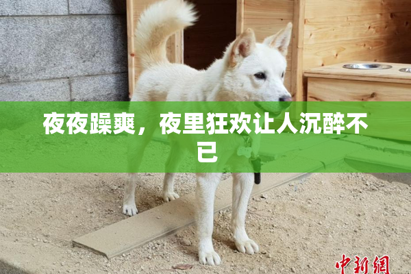 夜夜躁爽，夜里狂欢让人沉醉不已