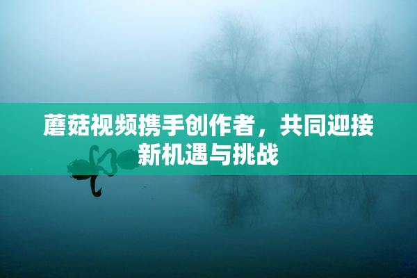 蘑菇视频携手创作者，共同迎接新机遇与挑战