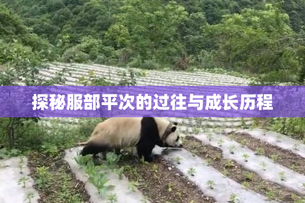 探秘服部平次的过往与成长历程