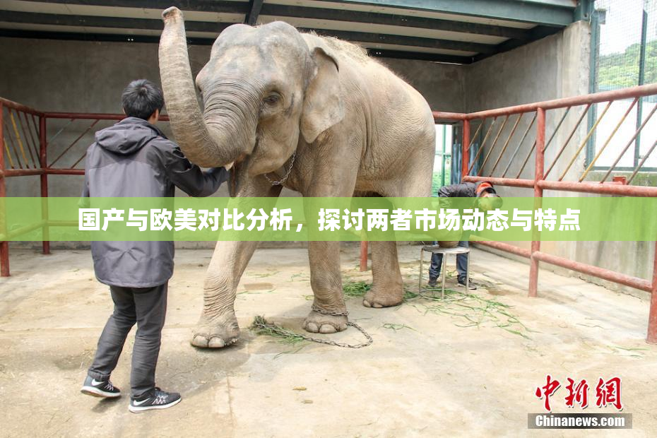 国产与欧美对比分析，探讨两者市场动态与特点