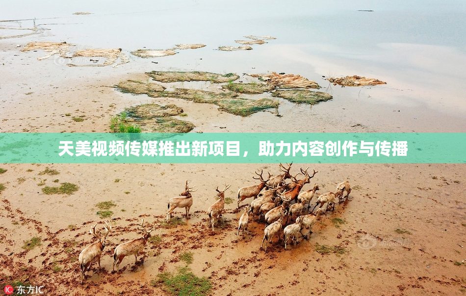 天美视频传媒推出新项目，助力内容创作与传播