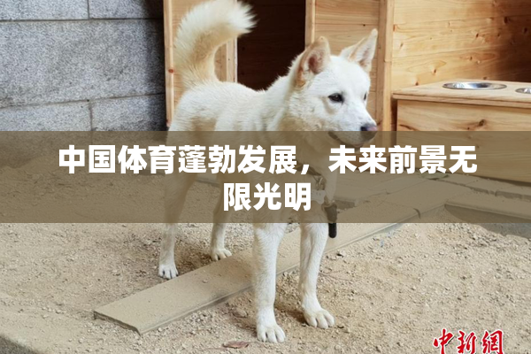 中国体育蓬勃发展，未来前景无限光明