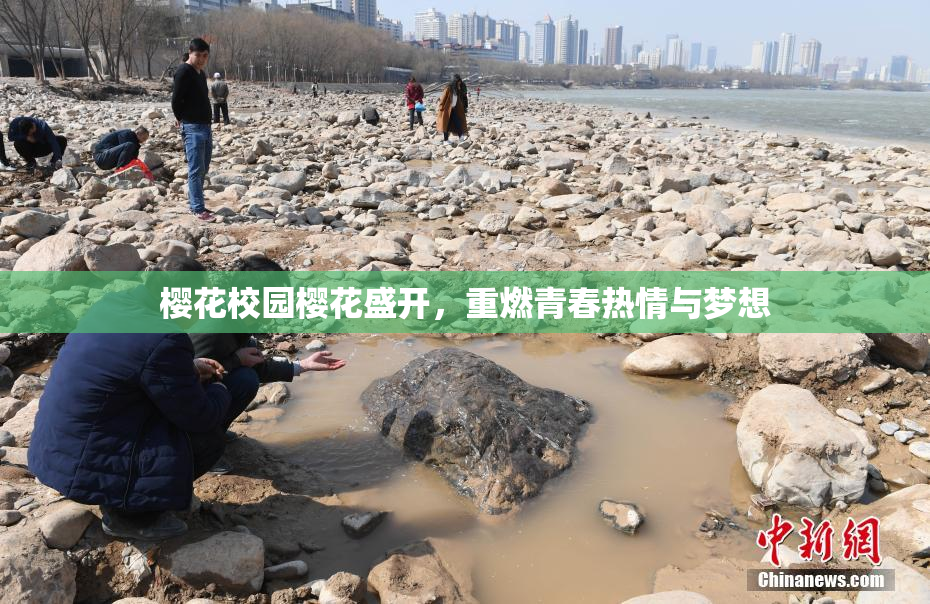 樱花校园樱花盛开，重燃青春热情与梦想