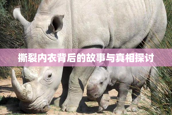 撕裂内衣背后的故事与真相探讨