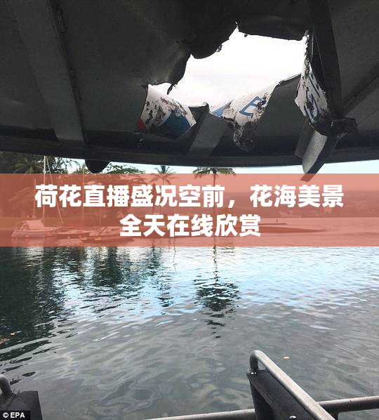 荷花直播盛况空前，花海美景全天在线欣赏
