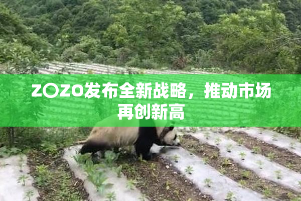Z〇ZO发布全新战略，推动市场再创新高