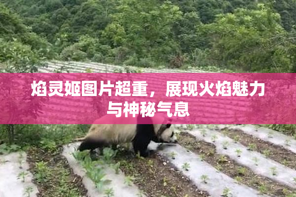 焰灵姬图片超重，展现火焰魅力与神秘气息