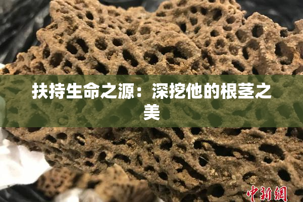 扶持生命之源：深挖他的根茎之美