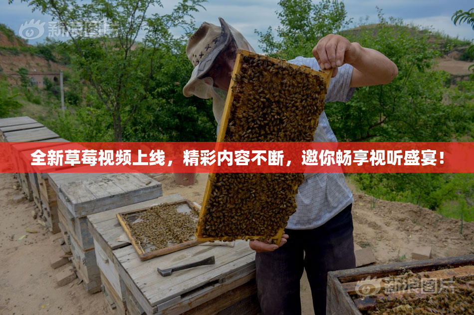 全新草莓视频上线，精彩内容不断，邀你畅享视听盛宴！