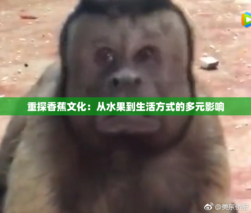 重探香蕉文化：从水果到生活方式的多元影响