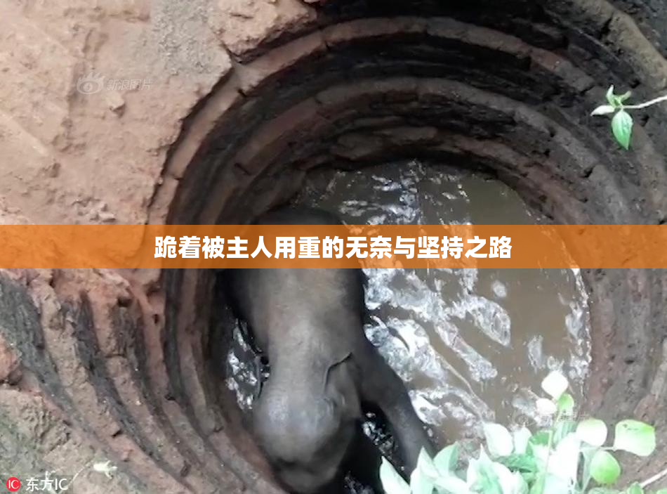 跪着被主人用重的无奈与坚持之路