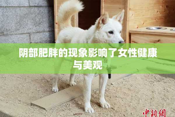 阴部肥胖的现象影响了女性健康与美观