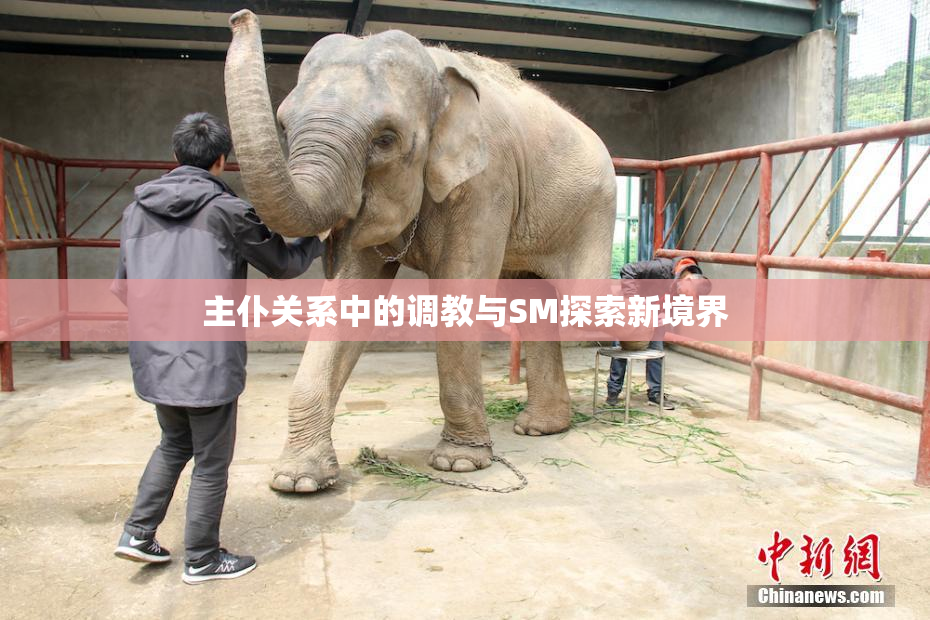 主仆关系中的调教与SM探索新境界