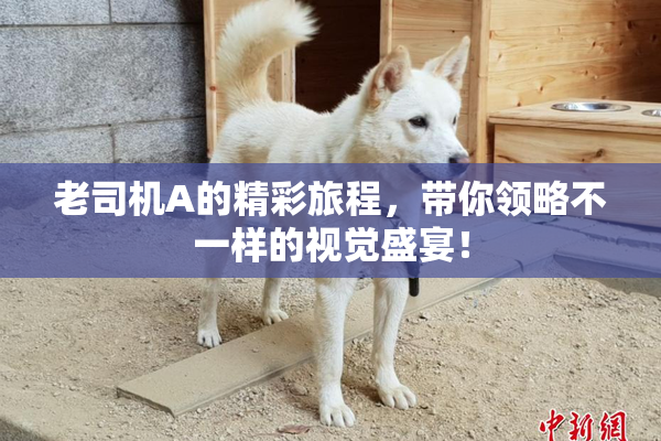 老司机A的精彩旅程，带你领略不一样的视觉盛宴！