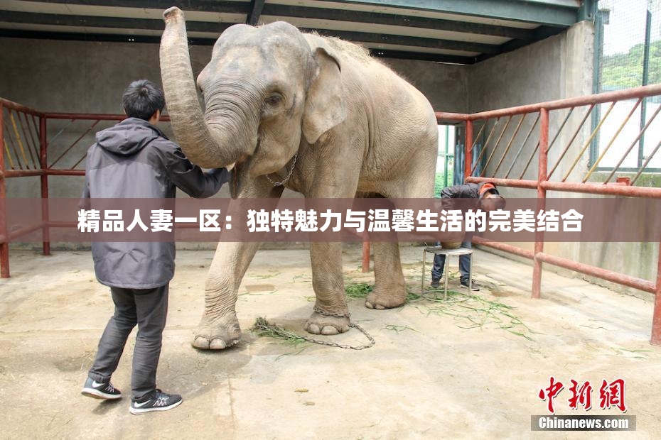 精品人妻一区：独特魅力与温馨生活的完美结合