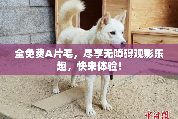 全免费A片毛，尽享无障碍观影乐趣，快来体验！