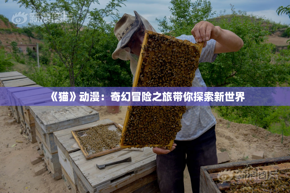 《猫》动漫：奇幻冒险之旅带你探索新世界