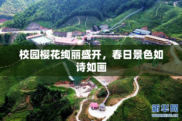 校园樱花绚丽盛开，春日景色如诗如画