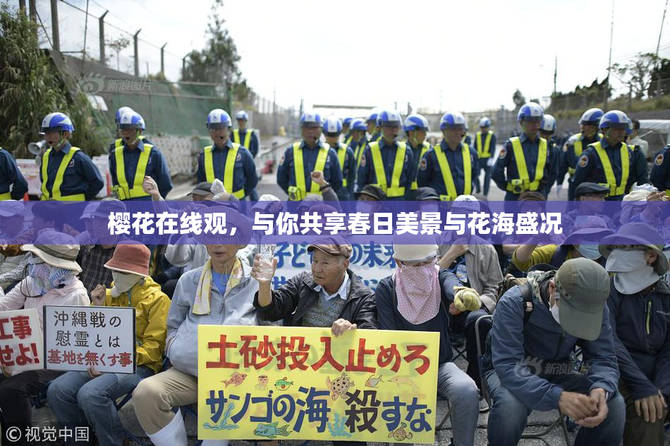 樱花在线观，与你共享春日美景与花海盛况