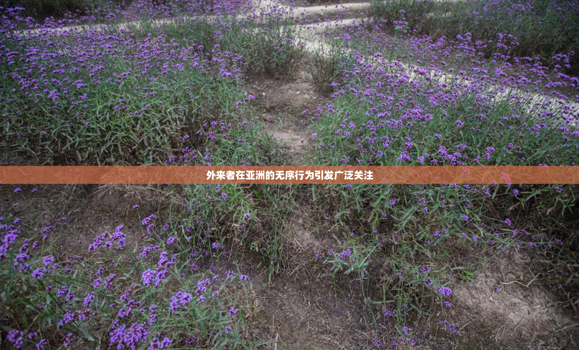 外来者在亚洲的无序行为引发广泛关注