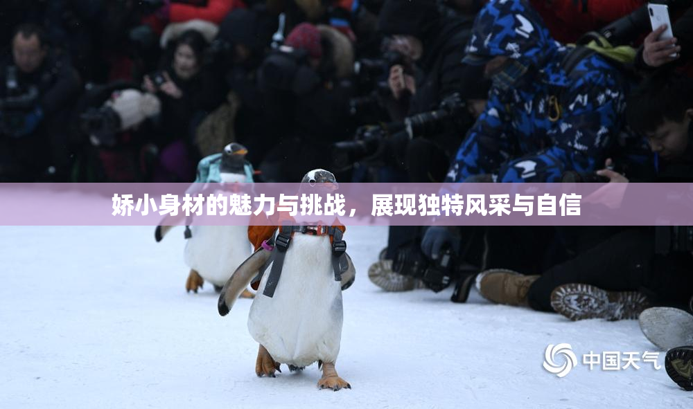 娇小身材的魅力与挑战，展现独特风采与自信