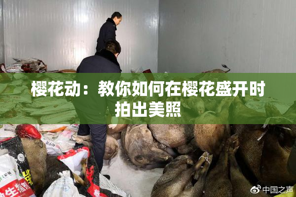 樱花动：教你如何在樱花盛开时拍出美照
