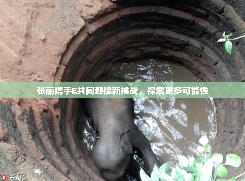 张丽携手E共同迎接新挑战，探索更多可能性