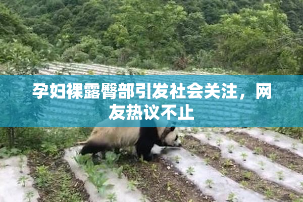 孕妇裸露臀部引发社会关注，网友热议不止