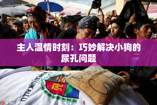 主人温情时刻：巧妙解决小狗的尿孔问题