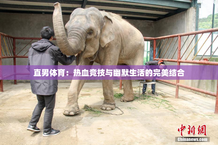 直男体育：热血竞技与幽默生活的完美结合