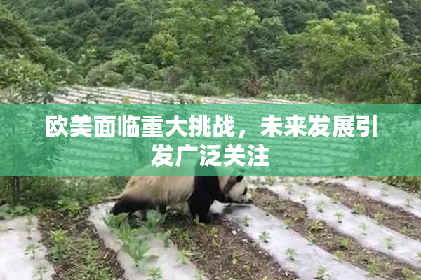 欧美面临重大挑战，未来发展引发广泛关注