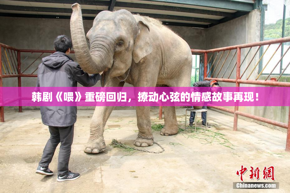 韩剧《喂》重磅回归，撩动心弦的情感故事再现！