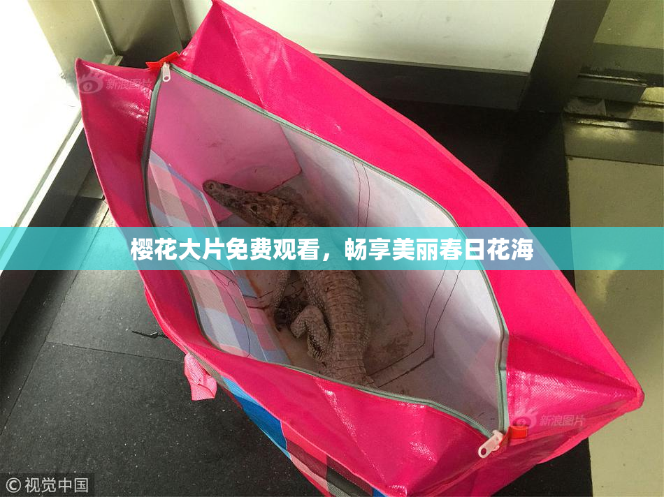 樱花大片免费观看，畅享美丽春日花海