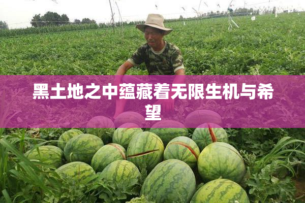 黑土地之中蕴藏着无限生机与希望