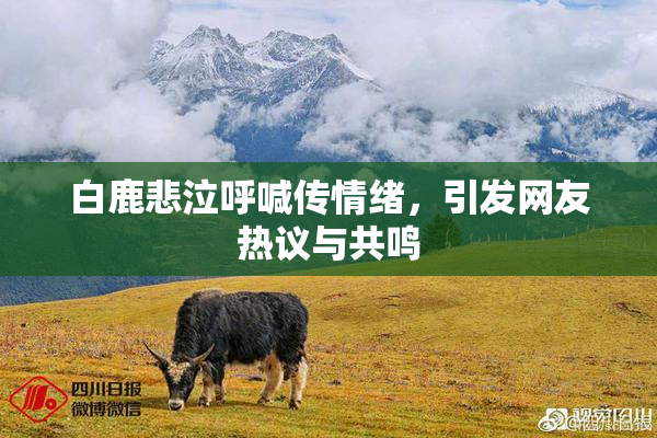 白鹿悲泣呼喊传情绪，引发网友热议与共鸣