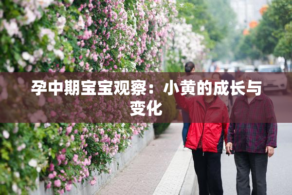 孕中期宝宝观察：小黄的成长与变化