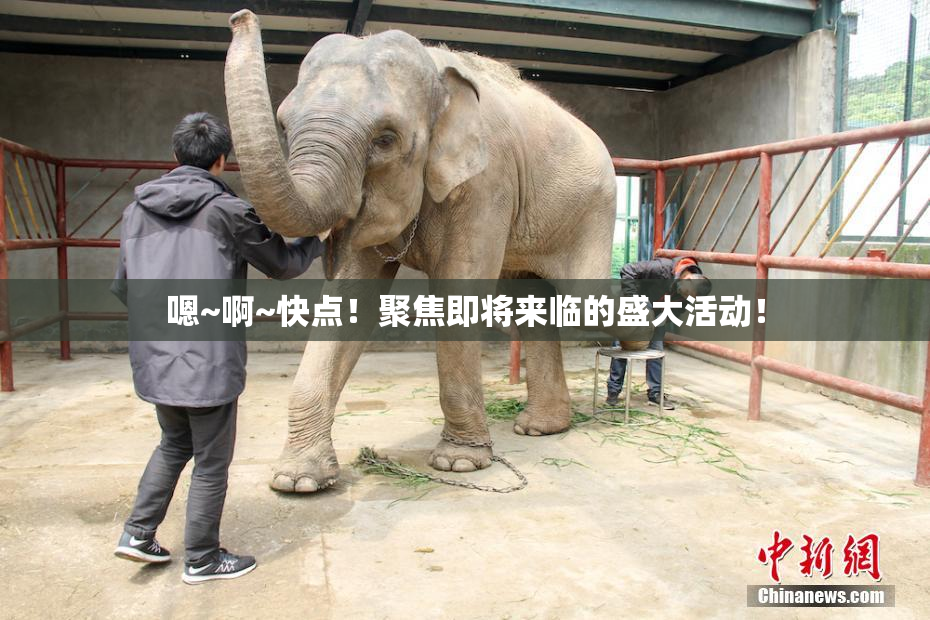 嗯~啊~快点！聚焦即将来临的盛大活动！