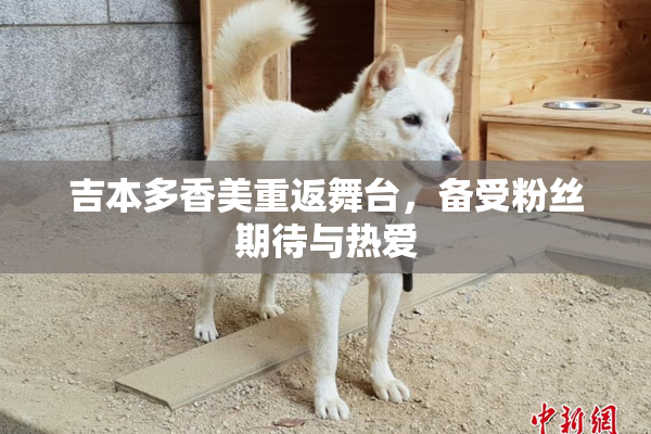 吉本多香美重返舞台，备受粉丝期待与热爱