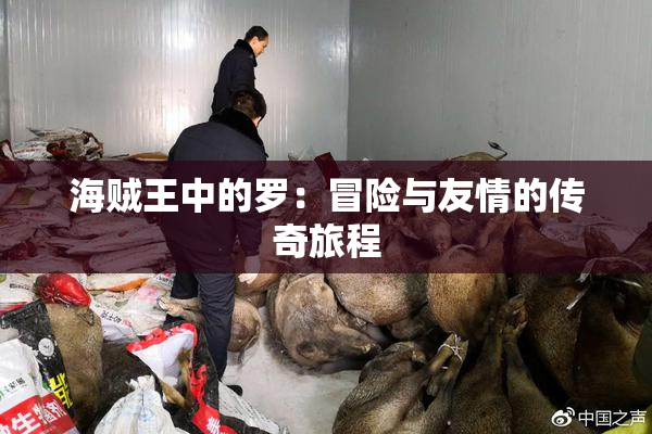 海贼王中的罗：冒险与友情的传奇旅程