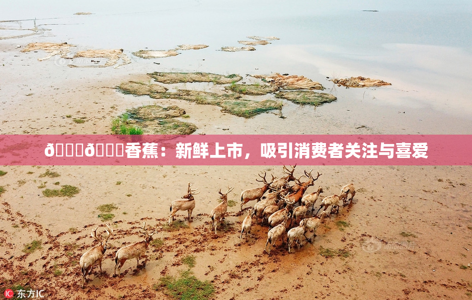 🔞🔞香蕉：新鲜上市，吸引消费者关注与喜爱