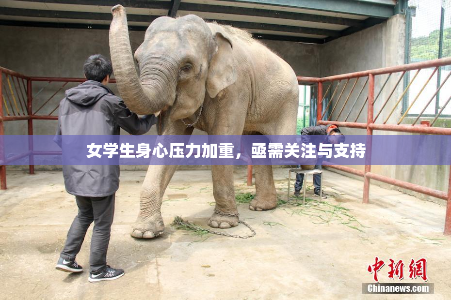 女学生身心压力加重，亟需关注与支持