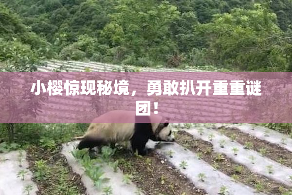 小樱惊现秘境，勇敢扒开重重谜团！