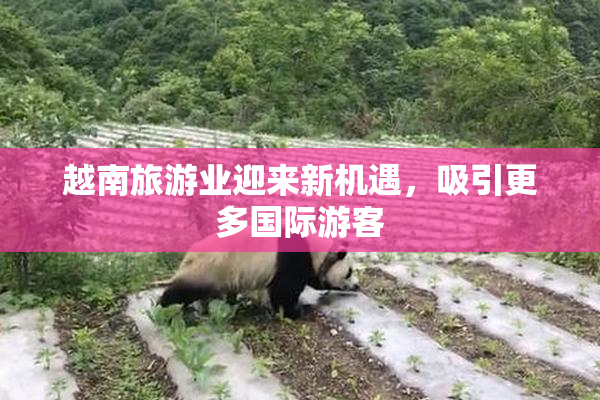 越南旅游业迎来新机遇，吸引更多国际游客