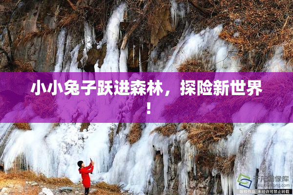 小小兔子跃进森林，探险新世界！