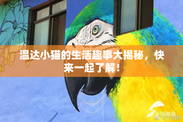 温达小猫的生活趣事大揭秘，快来一起了解！