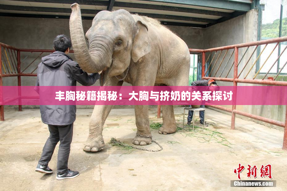 丰胸秘籍揭秘：大胸与挤奶的关系探讨