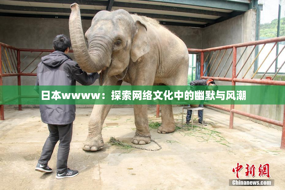 日本wwww：探索网络文化中的幽默与风潮
