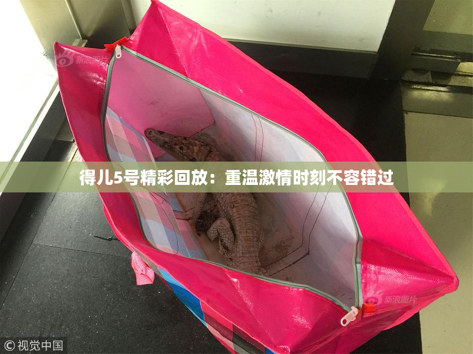 得儿5号精彩回放：重温激情时刻不容错过
