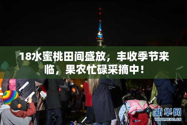 18水蜜桃田间盛放，丰收季节来临，果农忙碌采摘中！