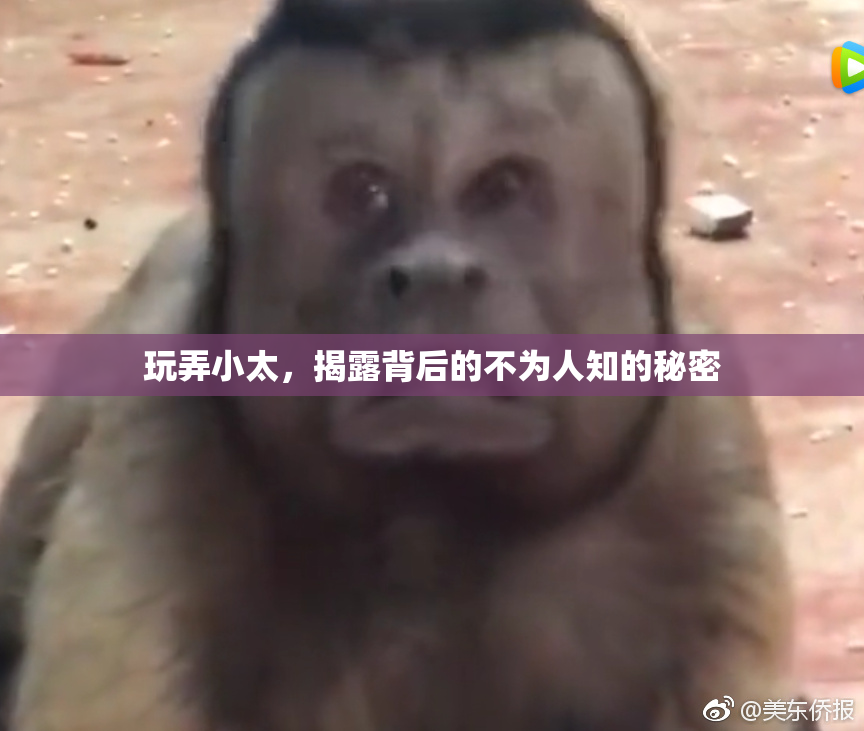 玩弄小太，揭露背后的不为人知的秘密